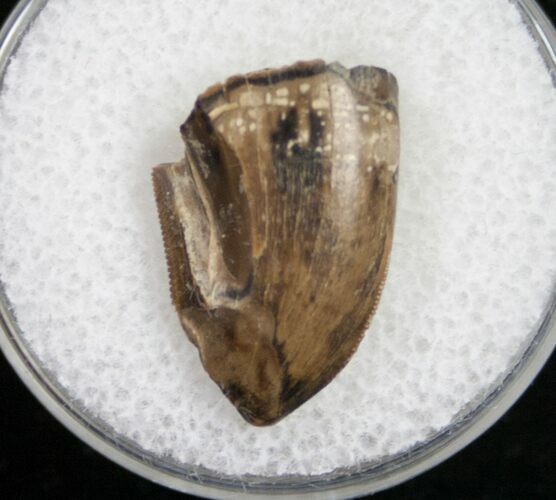 Tyrannosaurid Tooth Tip - Montana #9991